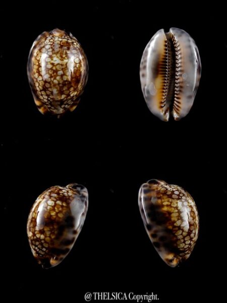 Cypraea maculifera martybealsi " DWARF" 39,8 mm F+++/Gem-0