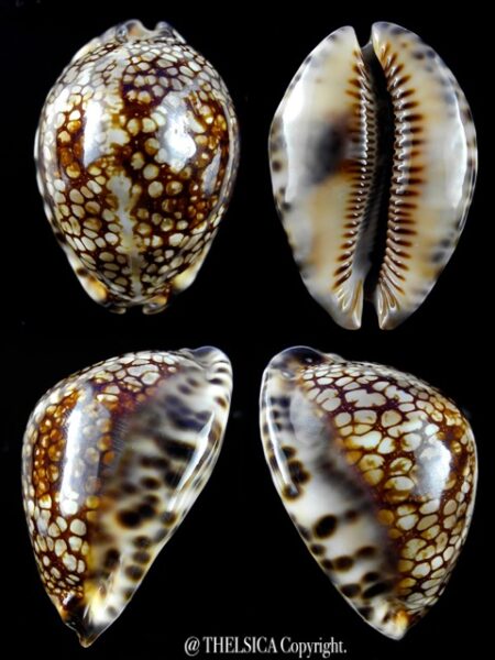 Cypraea maculifera martybealsi 60,8 mm Gem-0