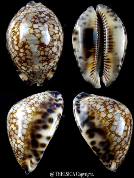 Cypraea maculifera martybealsi 69,7 mm Gem-0