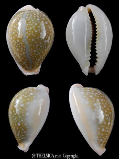 Cypraea miliaris 35,7 mm Gem-0