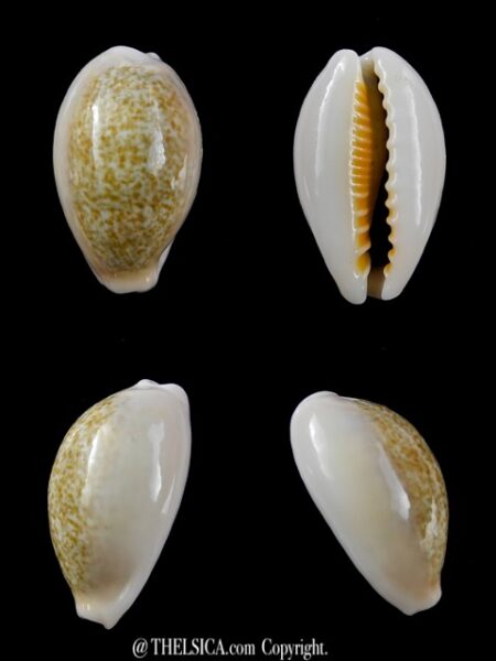 Cypraea ovum chrysostoma 24,1 mm Gem-0