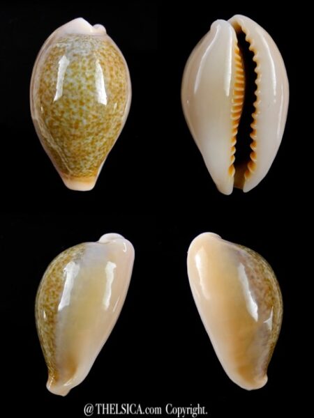 Cypraea ovum chrysostoma 30,2 mm Gem-0