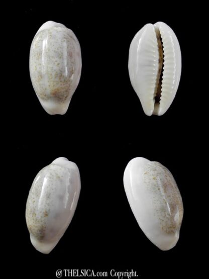 Cypraea pallidula rhinoceros 19,6 mm Gem-0