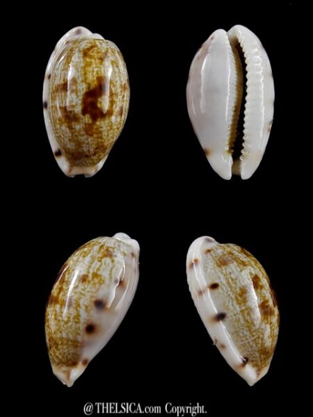 Cypraea pellucens pellucens 23,9 mm Gem-0