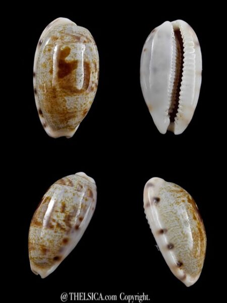 Cypraea pellucens pellucens 26,3 mm Gem-0