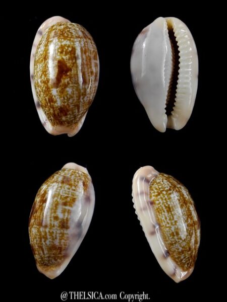 Cypraea pellucens pellucens 24,3 mm Gem-0