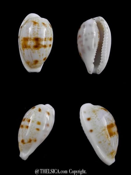 Cypraea pseudoteres 19,3 mm-0