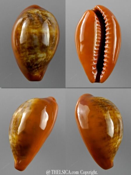 Cypraea pyrum insularum nigromarginata 29,9 mm Gem-0