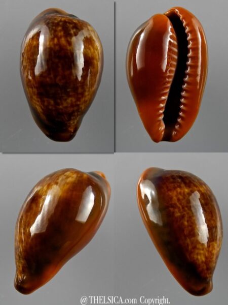 Cypraea pyrum insularum nigromarginata "big size" 33,8 mm Gem-0