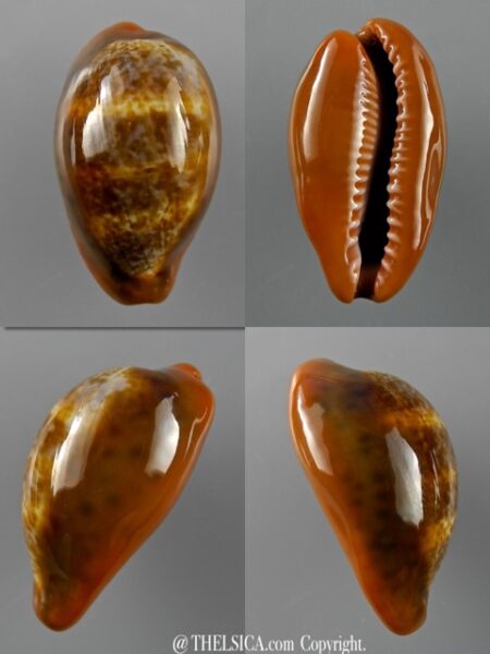 Cypraea pyrum insularum nigromarginata 34,1 mm Gem-0