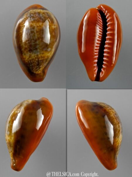 Cypraea pyrum insularum nigromarginata 34,6 mm Gem-0