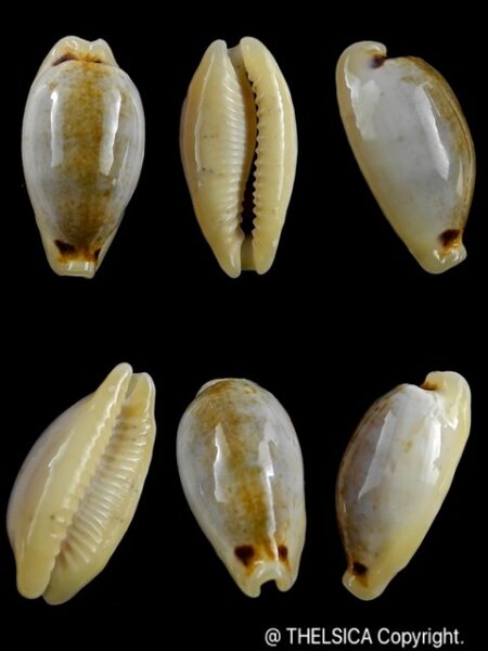 Cypraea quadrimaculata N & R. 25,9 mm F+++:Gem-0