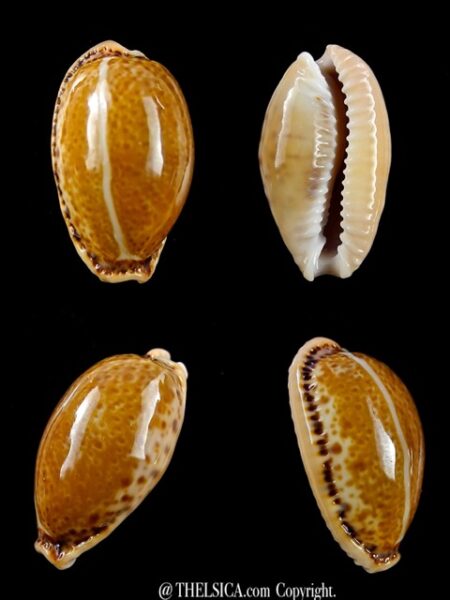 Cypraea spurca verdensium 26,9 mm Gem-0