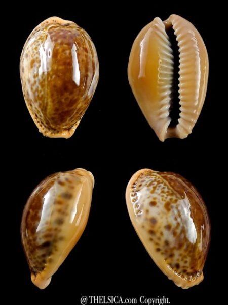 Cypraea spurca verdensium 27,5 mm Gem-0