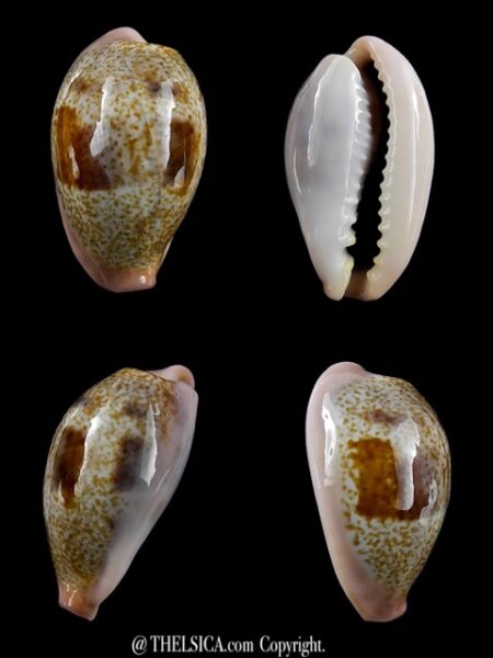 Cypraea subviridis dorsalis Gem 25 mm-0