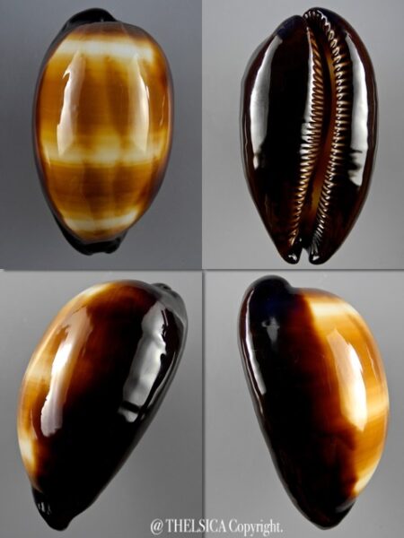 Talparia talpa saturata 63,7 mm Gem-0
