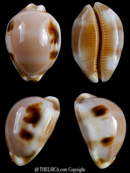 Cypraea tessellata 34,9 mm Gem-0