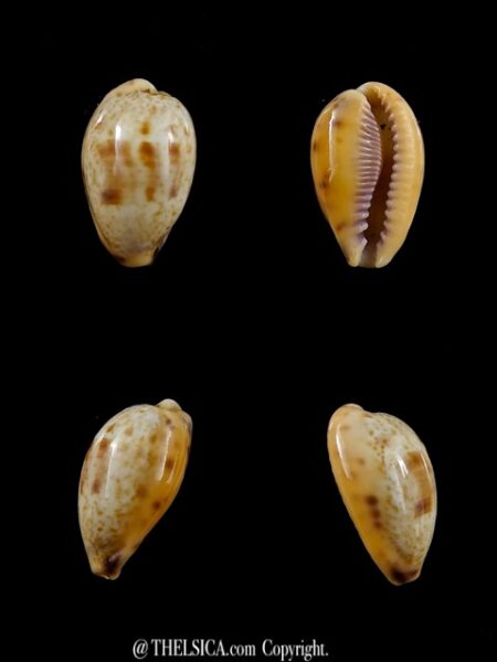Cypraea walkeri surabajensis..DWARF.. 18,2 mm Gem-0