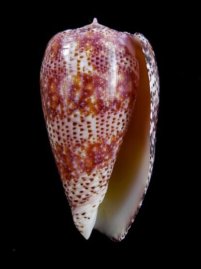 Conus adamsonii 43,2 mm Gem W/O-11728