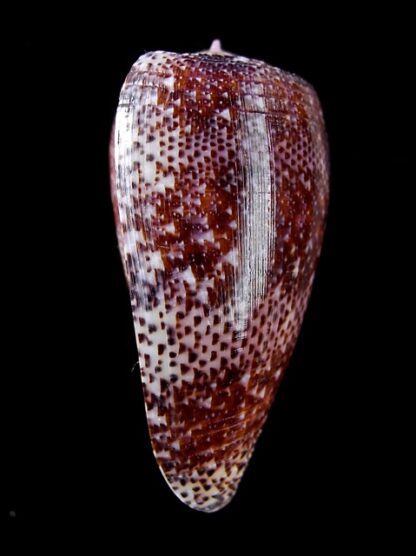 Conus adamsonii 43,2 mm Gem W/O-11731