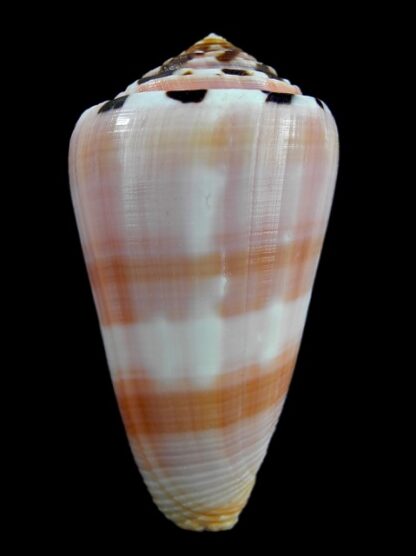 Pionnoconus gauguini 63,4 mm Gem-11860