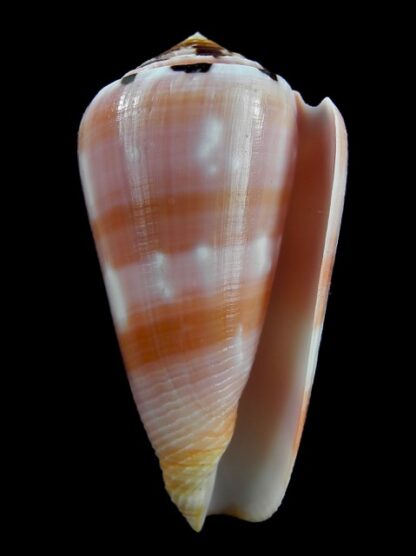 Pionnoconus gauguini 63,4 mm Gem-11864