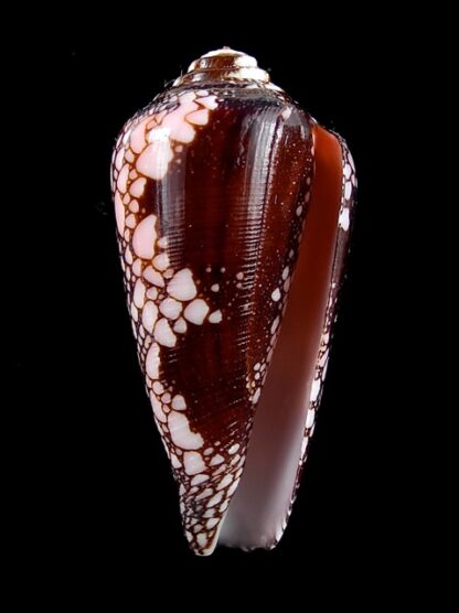 Conus magnificus 46 mm Gem-11833