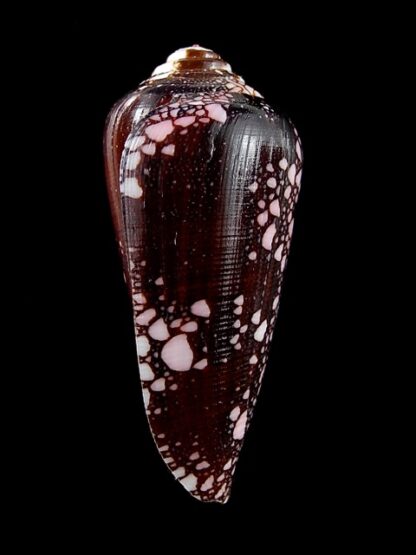 Conus magnificus 46 mm Gem-11834