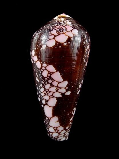 Conus magnificus 42,4 mm Gem-11825
