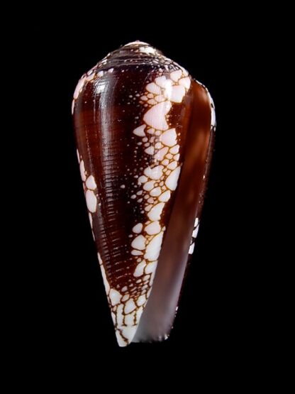 Conus magnificus 42,4 mm Gem-11823
