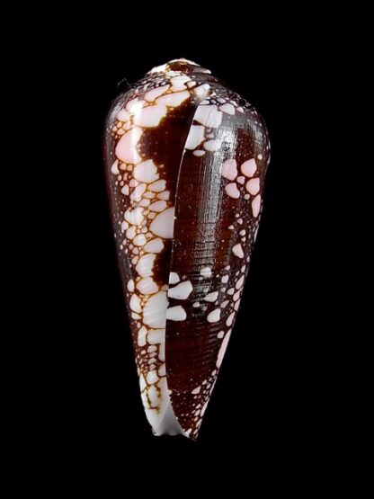 Conus magnificus 42,4 mm Gem-11824