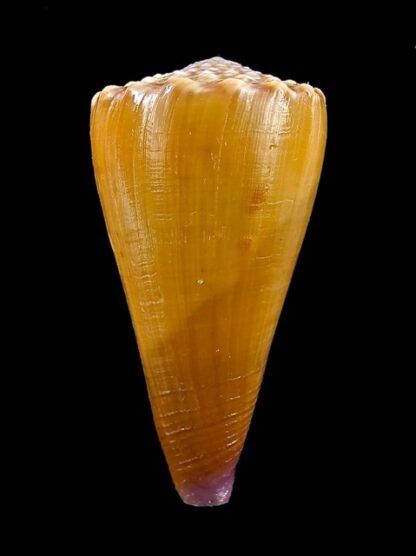 Conus moreleti 40,1 mm Gem-11868