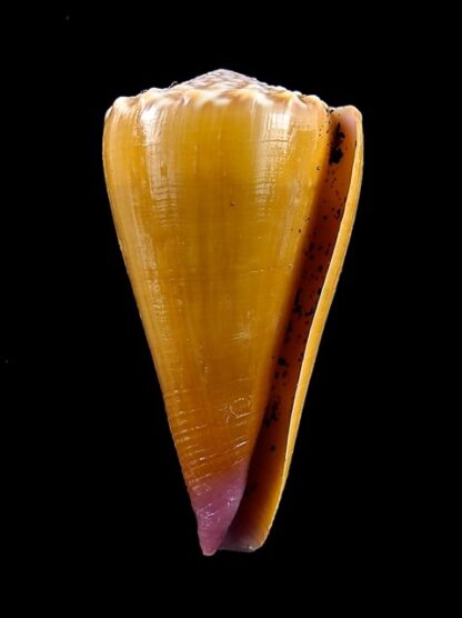 Conus moreleti 40,1 mm Gem-11866