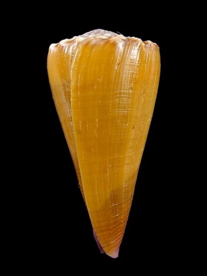 Conus moreleti 40,1 mm Gem-11867