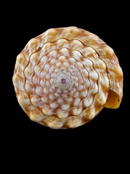 Conus moreleti 40,1 mm Gem-11865