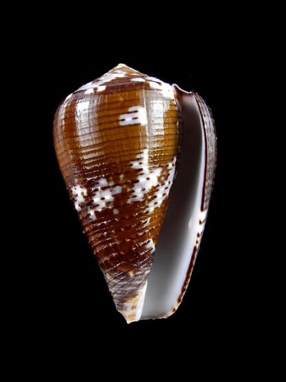 Conus catus f. fuscoolivaceus 38 mm Gem-11747