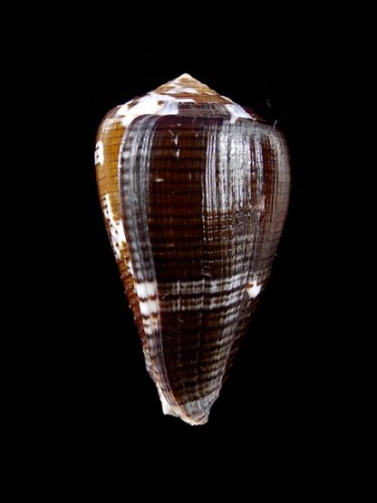 Conus catus f. fuscoolivaceus 38 mm Gem-11750