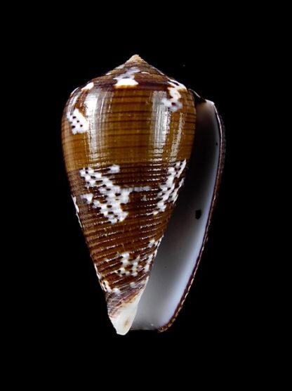 Conus catus f. fuscoolivaceus 39 mm Gem-11757