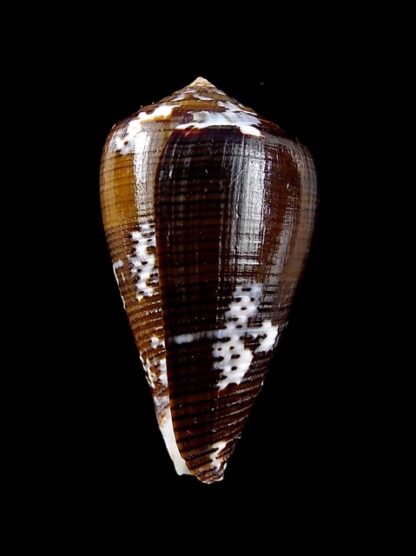 Conus catus f. fuscoolivaceus 39 mm Gem-11759