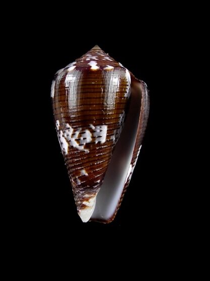 Conus catus f. fuscoolivaceus 36,2 mm Gem-11739