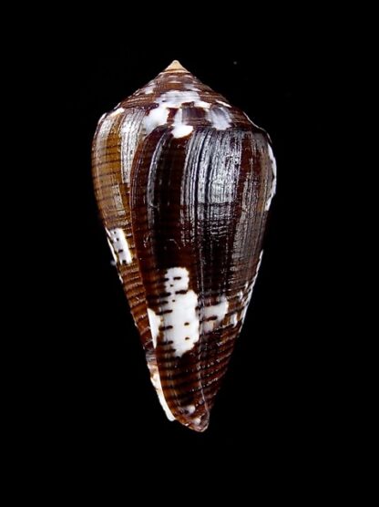Conus catus f. fuscoolivaceus 36,2 mm Gem-11738