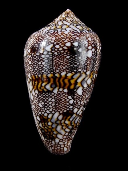 Conus textile f. textilinus. 52,5 mm Gem-11854