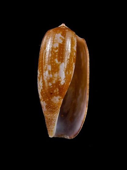 Conus obscurus Gem 28,6 mm-11896