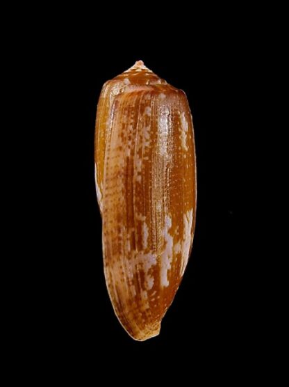 Conus obscurus Gem 28,6 mm-11895