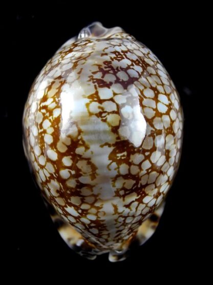 Cypraea maculifera martybealsi 69,7 mm Gem-11679