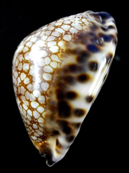 Cypraea maculifera martybealsi 69,7 mm Gem-11682