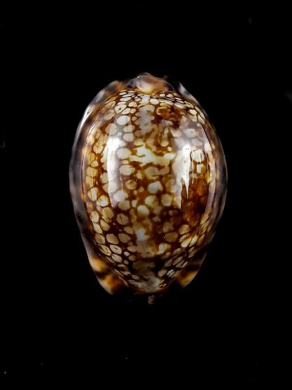 Cypraea maculifera martybealsi " DWARF" 39,8 mm F+++/Gem-11699