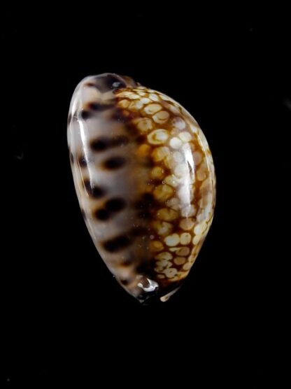 Cypraea maculifera martybealsi " DWARF" 38,9 Gem (-)-11710