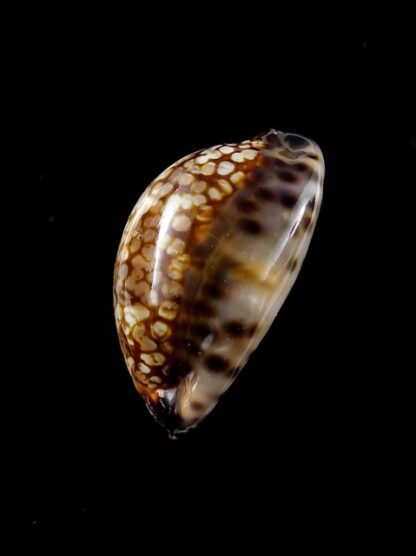 Cypraea maculifera martybealsi " DWARF" 38,9 Gem (-)-11711