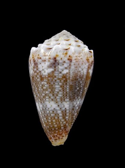 Conus encaustus 28,4 mm Gem-11887